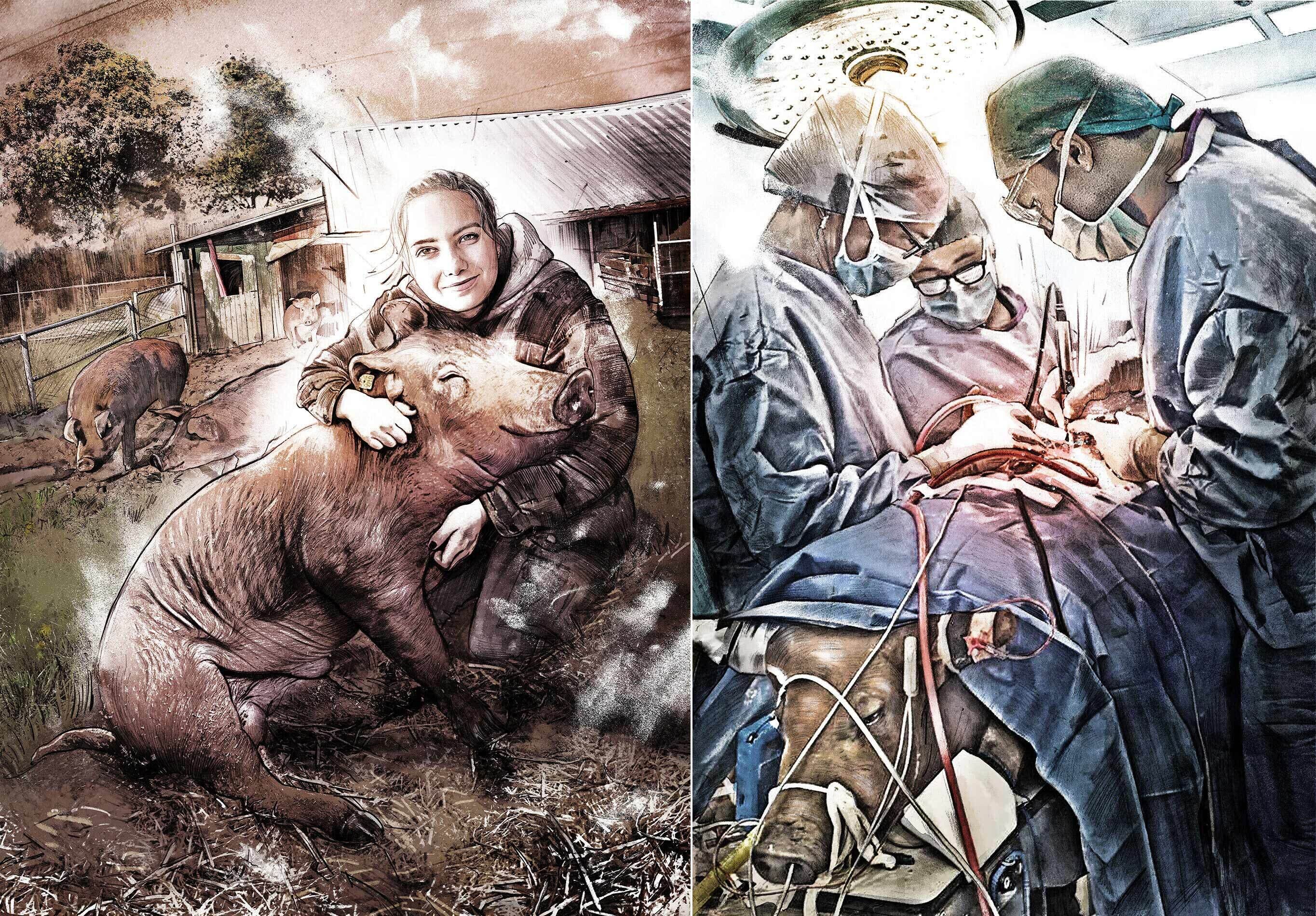 Pig operation illustration animal love farm painting - Kornel Illustration | Kornel Stadler portfolio